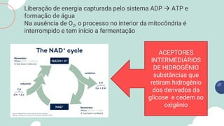 Liberação de energia capturada pelo sistema ADP  ATP e
formação de água
Na ausência de O2, o processo no interior da mitocôndria é
interrompido e tem início a fermentação
ACEPTORES
INTERMEDIÁRIOS
DE HIDROGÊNIO
substâncias que
retiram hidrogênio
dos derivados da
glicose e cedem ao
oxigênio
 
