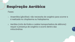 Fases:
1. Anaeróbia (glicólise): não necessita de oxigênio para ocorrer e
é realizada no citoplasma ou hialoplasma.
2. Aeróbia (ciclo de Krebs e cadeia transportadora de elétrons):
requer e presença de oxigênio e ocorre dentro das
mitocôndrias
Respiração Aeróbica
 