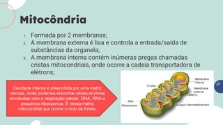 1. Formada por 2 membranas;
2. A membrana externa é lisa e controla a entrada/saída de
substâncias da organela;
3. A membrana interna contém inúmeras pregas chamadas
cristas mitocondriais, onde ocorre a cadeia transportadora de
elétrons;
Mitocôndria
Cavidade interna é preenchida por uma matriz
viscosa, onde podemos encontrar várias enzimas
envolvidas com a respiração celular, DNA, RNA e
pequenos ribossomos. É nessa matriz
mitocondrial que ocorre o ciclo de Krebs.
 