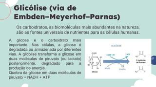 Os carboidratos, as biomoléculas mais abundantes na natureza,
são as fontes universais de nutrientes para as células humanas.
Glicólise (via de
Embden−Meyerhof−Parnas)
A glicose é o carboidrato mais
importante. Nas células, a glicose é
degradada ou armazenada por diferentes
vias. A glicólise transforma a glicose em
duas moléculas de piruvato (ou lactato)
posteriormente, degradado para a
produção de energia.
Quebra da glicose em duas moléculas de
piruvato + NADH + ATP
 