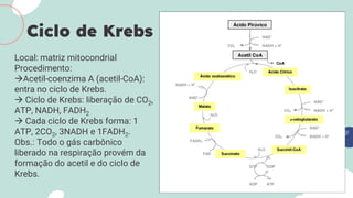 Ciclo de Krebs
Local: matriz mitocondrial
Procedimento:
Acetil-coenzima A (acetil-CoA):
entra no ciclo de Krebs.
 Ciclo de Krebs: liberação de CO2,
ATP, NADH, FADH2
 Cada ciclo de Krebs forma: 1
ATP, 2CO2, 3NADH e 1FADH2.
Obs.: Todo o gás carbônico
liberado na respiração provém da
formação do acetil e do ciclo de
Krebs.
 