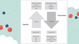 fotossíntese
digestão
 