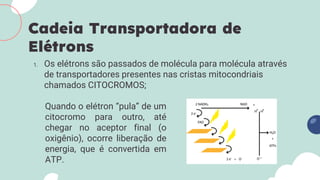 1. Os elétrons são passados de molécula para molécula através
de transportadores presentes nas cristas mitocondriais
chamados CITOCROMOS;
Cadeia Transportadora de
Elétrons
Quando o elétron “pula” de um
citocromo para outro, até
chegar no aceptor final (o
oxigênio), ocorre liberação de
energia, que é convertida em
ATP.
 