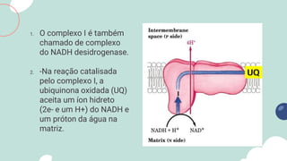 1. O complexo I é também
chamado de complexo
do NADH desidrogenase.
2. -Na reação catalisada
pelo complexo I, a
ubiquinona oxidada (UQ)
aceita um íon hidreto
(2e- e um H+) do NADH e
um próton da água na
matriz.
 
