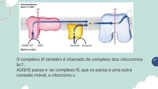 O complexo III também é chamado de complexo dos citocromos
bc1.
AUQH2 passa e- ao complexo III, que os passa a uma outra
conexão móvel, o citocromo c.
 
