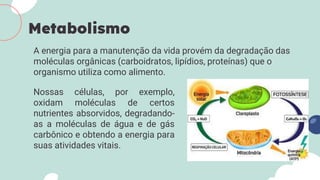 A energia para a manutenção da vida provém da degradação das
moléculas orgânicas (carboidratos, lipídios, proteínas) que o
organismo utiliza como alimento.
Metabolismo
Nossas células, por exemplo,
oxidam moléculas de certos
nutrientes absorvidos, degradando-
as a moléculas de água e de gás
carbônico e obtendo a energia para
suas atividades vitais.
 