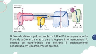 O fluxo de elétrons pelos complexos I, III e IV é acompanhado do
fluxo de prótons da matriz para o espaço intermembranas. A
energia de transferência dos elétrons é eficientemente
conservada em um gradiente de prótons.
 