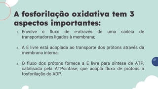 1. Envolve o fluxo de e-através de uma cadeia de
transportadores ligados à membrana;
2. A E livre está acoplada ao transporte dos prótons através da
membrana interna;
3. O fluxo dos prótons fornece a E livre para síntese de ATP,
catalisada pela ATPsintase, que acopla fluxo de prótons à
fosforilação do ADP.
A fosforilação oxidativa tem 3
aspectos importantes:
 