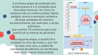 A primeira etapa da oxidação dos
ácidos graxos é a β-oxidação (que
leva esse nome por ter início no
carbono três ou carbono beta). Neste
estágio, ocorre a remoção oxidativa
de duas unidades de carbono
sucessivamente, por exemplo, o ácido
palmítico,
que contém 16 carbonos gera oito
acetilCoA (a mesma da glicólise).
Na segunda etapa, a acetilCoA é
oxidada no ciclo de Krebs, e, por fim
(e mais uma vez), a cadeia de
transporte de elétrons na membrana
interna da matriz mitocondrial.
 