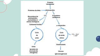 bioquimica basica em nutrição_alimentos.pdf