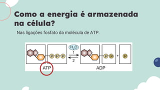 Nas ligações fosfato da molécula de ATP.
Como a energia é armazenada
na célula?
 