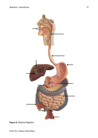 Bioquímica – Biomoléculas         18




Figura 6- Sistema Digestivo



Profa. Dra. Janesca Alban Roman
 