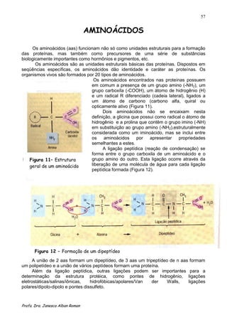 57


                                  AMINOÁCIDOS

     Os aminoácidos (aas) funcionam não só como unidades estruturais para a formação
das proteínas, mas também como precursores de uma série de substâncias
biologicamente importantes como hormônios e pigmentos, etc.
       Os aminoácidos são as unidades estruturais básicas das proteínas. Dispostos em
seqüências específicas, os aminoácidos dão identidade e caráter as proteínas. Os
organismos vivos são formados por 20 tipos de aminoácidos.
                                 Os aminoácidos encontrados nas proteínas possuem
                                em comum a presença de um grupo amino (-NH2), um
                                grupo carboxíla (-COOH), um átomo de hidrogênio (H)
                                e um radical R diferenciado (cadeia lateral), ligados a
                                um átomo de carbono (carbono alfa, quiral ou
                                opticamente ativo (Figura 11).
                                      Dois aminoácidos não se encaixam nesta
                                definição, a glicina que possui como radical o átomo de
                                hidrogênio e a prolina que contêm o grupo imino (-NH)
                                em substituição ao grupo amino (-NH2),estruturalmente
                                considerada como um iminoácido, mas se inclui entre
                                os     aminoácidos     por   apresentar    propriedades
                                semelhantes a estes.
                                      A ligação peptídica (reação de condensação) se
                                forma entre o grupo carboxila de um aminoácido e o
    Figura 11– Estrutura        grupo amino do outro. Esta ligação ocorre através da
    geral de um aminoácido      liberação de uma molécula de água para cada ligação
                                peptídica formada (Figura 12).




      Figura 12 – Formação de um dipeptídeo
      A união de 2 aas formam um dipeptídeo, de 3 aas um tripeptídeo de n aas formam
um polipetídeo e a união de vários peptídeos formam uma proteína.
      Além da ligação peptídica, outras ligações podem ser importantes para a
determinação da estrutura protéica, como pontes de hidrogênio, ligações
eletrostáticas/salinas/iônicas,   hidrofóbicas/apolares/Van  der    Walls,   ligações
polares/dipolo-dipolo e pontes dissulfeto.



Profa. Dra. Janesca Alban Roman
 