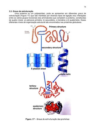 78

3.3. Graus de estruturação
       Uma proteína ou um polipeptídeo, pode se apresentar em diferentes graus de
estruturação (Figura 17) que são mantidas por diversos tipos de ligação e/ou interações
entre os vários grupos funcionais dos aminoácidos que compõem a proteína, constituídas
de quatro níveis: a) estrutura primária, b) secundária, c) terciária e d) quaternária. Esses
diferentes níveis de organização estrutural são encontrados nas proteínas globulares.




                   Figura 17 – Graus de estruturação das proteínas


                                                                                         78
 