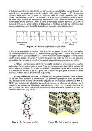 79

a) Estrutura primária: se caracteriza por apresentar apenas ligações covalentes entre os
aminoácidos, formando polímeros de cadeias distendidas ("random coil"). A estrutura
primária pode variar em 3 aspectos, definidos pela informação genética da célula:
número, seqüência e natureza dos aminoácidos. A estrutura primária da proteína resulta
em uma longa cadeia de aminoácidos semelhante a um "colar de contas", com uma
extremidade amino terminal (-NH2) e uma extremidade carboxi terminal (-COOH). A
estrutura primária de uma proteína é destruída por hidrólise química ou enzimática das
ligações peptídicas, com liberação de peptídeos menores e aminoácidos livres




                      Figura 18 – Estrutura primária da proteína

b) Estrutura secundária: é mantida pelas ligações ou pontes de hidrogênio, que podem
ser intramolecular ou ( -hélice) ou intermolecular ( -preguiada). Apesar das pontes de
hidrogênio serem consideradas fracas, o elevado número destas ligações confere grande
estabilidade a essas estruturas. A maioria das proteínas exibe os dois tipos de estrutura
secundária. Ex: mioglobina, com 8-% da cadeia polipeptídica organizada em -hélice.
        -hélice: é caracterizada por uma translação ao redor de um eixo central paralelo
às ligações de hidrogênio, com giros de 5,4A. Um giro completo da -hélice envolve 3,6
resíduos de aminoácidos. Portanto a translação por resíduo é de aproximadamente 1,5A,
e a rotação por resíduo é de 100 graus. As -hélices de giro para a direita são mais
estáveis, portanto as que predominam (Figura 19).

        -preguiada/foliar: resultam de ligações de hidrogênio intermoleculares e podem
ser de dois tipos: paralelas e antiparalelas. As paralelas apresentam todos os terminais
NH2 das cadeias na mesma extremidade, enquanto as antiparalelas os terminais -NH2 e -
COOH das cadeias são alterados. Ao contrário do que se observa na -hélice, na -
preguiada as ligações de hidrogênio são orientadas quase que perpendicularmente ao
eixo principal da cadeia polipeptídica e é quase completamente estendida em vez de
fortemente enrolada (Figura 20).




    Figura 19- Estrutura -hélice               Figura 20- Estrutura -preguiada        79
 
