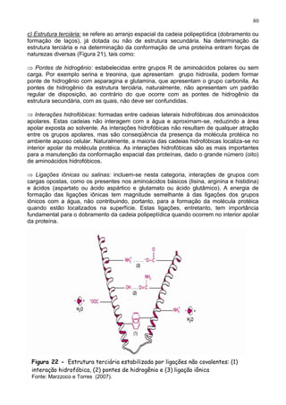 80

c) Estrutura terciária: se refere ao arranjo espacial da cadeia polipeptídica (dobramento ou
formação de laços), já dotada ou não de estrutura secundária. Na determinação da
estrutura terciária e na determinação da conformação de uma proteína entram forças de
naturezas diversas (Figura 21), tais como:

   Pontes de hidrogênio: estabelecidas entre grupos R de aminoácidos polares ou sem
carga. Por exemplo serina e treonina, que apresentam grupo hidroxila, podem formar
ponte de hidrogênio com asparagina e glutamina, que apresentam o grupo carbonila. As
pontes de hidrogênio da estrutura terciária, naturalmente, não apresentam um padrão
regular de disposição, ao contrário do que ocorre com as pontes de hidrogênio da
estrutura secundária, com as quais, não deve ser confundidas.

   Interações hidrofóbicas: formadas entre cadeias laterais hidrofóbicas dos aminoácidos
apolares. Estas cadeias não interagem com a água e aproximam-se, reduzindo a área
apolar exposta ao solvente. As interações hidrofóbicas não resultam de qualquer atração
entre os grupos apolares, mas são conseqüência da presença da molécula protéica no
ambiente aquoso celular. Naturalmente, a maioria das cadeias hidrofóbicas localiza-se no
interior apolar da molécula protéica. As interações hidrofóbicas são as mais importantes
para a manutenção da conformação espacial das proteínas, dado o grande número (oito)
de aminoácidos hidrofóbicos.

    Ligações iônicas ou salinas: incluem-se nesta categoria, interações de grupos com
cargas opostas, como os presentes nos aminoácidos básicos (lisina, arginina e histidina)
e ácidos (aspartato ou ácido aspártico e glutamato ou ácido glutâmico). A energia de
formação das ligações iônicas tem magnitude semelhante à das ligações dos grupos
iônicos com a água, não contribuindo, portanto, para a formação da molécula protéica
quando estão localizados na superfície. Estas ligações, entretanto, tem importância
fundamental para o dobramento da cadeia polipeptídica quando ocorrem no interior apolar
da proteína.




 Figura 22 - Estrutura terciária estabilizada por ligações não covalentes: (1)
 interação hidrofóbica, (2) pontes de hidrogênio e (3) ligação iônica
 Fonte: Marzzoco e Torres (2007).                                                        80
 