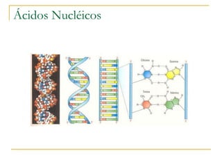 Ácidos Nucléicos 