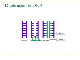 Duplicação do DNA velha nova 
