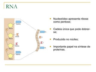RNA Nucleotídeo apresenta ribose como pentose; Cadeia única que pode dobrar-se; Produzido no núcleo; Importante papel na síntese de proteínas. 