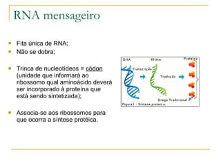 RNA mensageiro Fita única de RNA; Não se dobra; Trinca de nucleotídeos =  códon  (unidade que informará ao ribossomo qual aminoácido deverá ser incorporado à proteína que está sendo sintetizada); Associa-se aos ribossomos para que ocorra a síntese protéica. 
