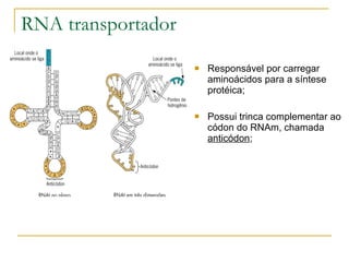 RNA transportador Responsável por carregar aminoácidos para a síntese protéica; Possui trinca complementar ao códon do RNAm, chamada  anticódon ; 