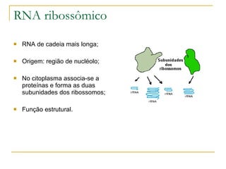 RNA ribossômico RNA de cadeia mais longa; Origem: região de nucléolo; No citoplasma associa-se a proteínas e forma as duas subunidades dos ribossomos; Função estrutural. 