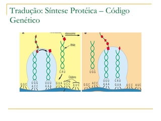 Tradução: Síntese Protéica – Código Genético 