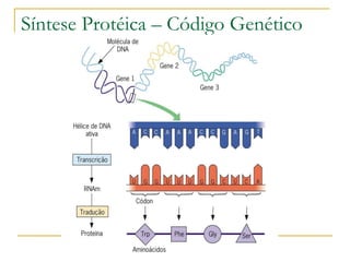 Síntese Protéica – Código Genético 