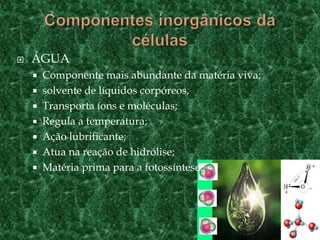 Componentes inorgânicos da célulasÁGUAComponente mais abundante da matéria viva;solvente de líquidos corpóreos,Transporta íons e moléculas;Regula a temperatura;Ação lubrificante;Atua na reação de hidrólise;Matéria prima para a fotossíntese.