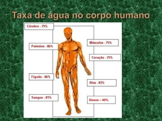 Taxa de água no corpo humanoOssos – 40%