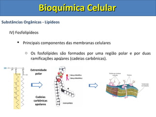 Bioquímica Celular
Substâncias Orgânicas - Lipídeos

    IV) Fosfolipídeos

         Principais componentes das membranas celulares

             o Os fosfolípides são formados por uma região polar e por duas
               ramificações apolares (cadeias carbônicas).
                               -

                Extremidade
                    polar



                                   +

                   Cadeias
                  carbônicas
                   apolares
 