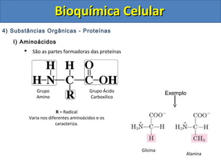 Bioquímica Celular
4) Substâncias Orgânicas - Proteínas
   I) Aminoácidos
           São as partes formadoras das proteínas




              Grupo                     Grupo Ácido             Exemplo
              Amino                     Carboxílico


                         R = Radical
           Varia nos diferentes aminoácidos e os
                         caracteriza.




                                                      Glicina
                                                                          Alanina
 