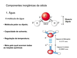 Componentes inorgânicas da célula
1. Água:
A molécula de água
• Molécula polar ou dipolo;
• Capacidade de solvente;
• Regulação da temperatura;
• Meio pelo qual ocorrem todas
as reações químicas
 
