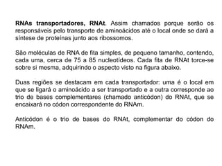 RNAs transportadores, RNAt. Assim chamados porque serão os
responsáveis pelo transporte de aminoácidos até o local onde se dará a
síntese de proteínas junto aos ribossomos.
São moléculas de RNA de fita simples, de pequeno tamanho, contendo,
cada uma, cerca de 75 a 85 nucleotídeos. Cada fita de RNAt torce-se
sobre si mesma, adquirindo o aspecto visto na figura abaixo.
Duas regiões se destacam em cada transportador: uma é o local em
que se ligará o aminoácido a ser transportado e a outra corresponde ao
trio de bases complementares (chamado anticódon) do RNAt, que se
encaixará no códon correspondente do RNAm.
Anticódon é o trio de bases do RNAt, complementar do códon do
RNAm.
 