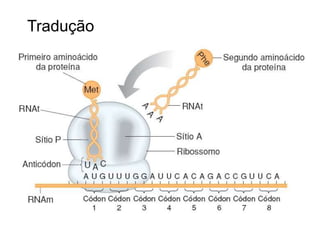 Tradução
A tradução é um processo no qual haverá a leitura da mensagem contida
na molécula de RNAm pelos ribossomo, decodificando a linguagem de
ácido nucléico para a linguagem de proteína.
Cada RNAt em solução liga-se a um determinado aminoácido, formando-
se uma molécula chamada aminoacil-RNAt, que conterá, na extremidade
correspondente ao anticódon, um trio de códon do RNAm.
 
