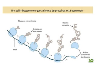Bioquimica celular e composição das celulasppt
