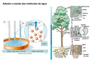 Adesão e coesão das moléculas de água
 