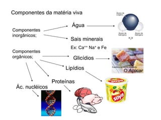 Componentes da matéria viva
Componentes
inorgânicos;
Componentes
orgânicos;
Água
Sais minerais
Ex: Ca++ Na+ e Fe
Glicídios
Lipídios
Proteínas
Ác. nucléicos
 