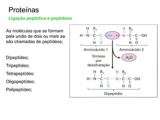 Proteínas
Ligação peptídica e peptídeos
As moléculas que se formam
pela união de dois ou mais aa
são chamadas de peptídeos;
Dipeptídeo;
Tripeptídeo;
Tetrapeptídeo;
Oligopeptídeo;
Polipeptídeo;
 