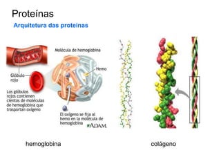 Proteínas
Arquitetura das proteínas
hemoglobina colágeno
 