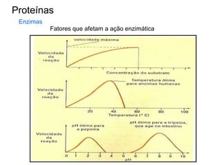Proteínas
Enzimas
Fatores que afetam a ação enzimática
 