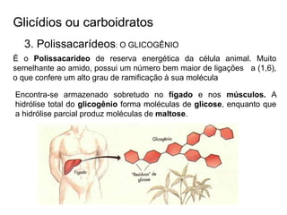 Glicídios ou carboidratos
3. Polissacarídeos: O GLICOGÊNIO
É o Polissacarídeo de reserva energética da célula animal. Muito
semelhante ao amido, possui um número bem maior de ligações a (1,6),
o que confere um alto grau de ramificação à sua molécula
Encontra-se armazenado sobretudo no fígado e nos músculos. A
hidrólise total do glicogênio forma moléculas de glicose, enquanto que
a hidrólise parcial produz moléculas de maltose.
 