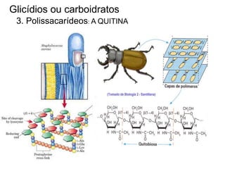 Glicídios ou carboidratos
3. Polissacarídeos: A QUITINA
 