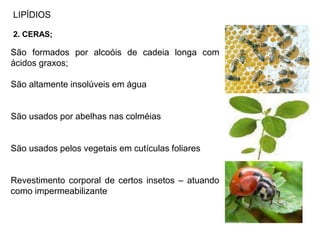 LIPÍDIOS
2. CERAS;
São formados por alcoóis de cadeia longa com
ácidos graxos;
São altamente insolúveis em água
São usados por abelhas nas colméias
São usados pelos vegetais em cutículas foliares
Revestimento corporal de certos insetos – atuando
como impermeabilizante
 