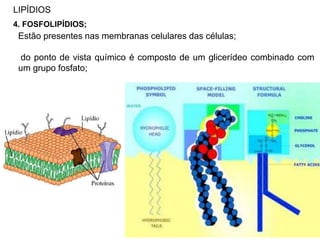 LIPÍDIOS
4. FOSFOLIPÍDIOS;
Estão presentes nas membranas celulares das células;
do ponto de vista químico é composto de um glicerídeo combinado com
um grupo fosfato;
 
