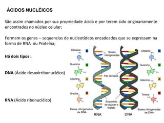 ÁCIDOS NUCLÉICOS
São assim chamados por sua propriedade ácida e por terem sido originariamente
encontrados no núcleo celular;
Formam os genes – sequencias de nucleotídeos encadeados que se expressam na
forma de RNA ou Proteína;
Há dois tipos :
DNA (Ácido desoxirribonucléico)
RNA (Ácido ribonucléico)
 