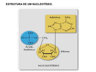 ESTRUTURA DE UM NUCLEOTÍDEO.
 