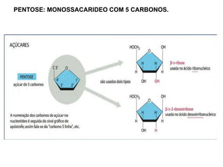PENTOSE: MONOSSACARIDEO COM 5 CARBONOS.
 
