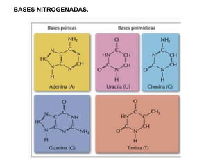 BASES NITROGENADAS.
 