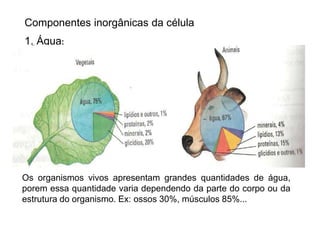Componentes inorgânicas da célula
1. Água:
Os organismos vivos apresentam grandes quantidades de água,
porem essa quantidade varia dependendo da parte do corpo ou da
estrutura do organismo. Ex: ossos 30%, músculos 85%...
 
